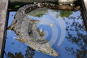 Crocodile farm in Botswana