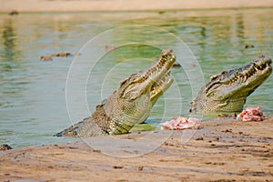 Crocodile in the farm is eating fresh food.