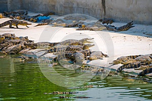 Crocodile in the farm is eating fresh food.