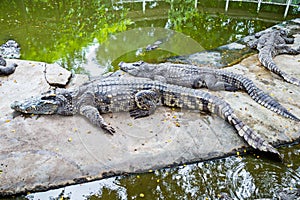 Crocodile Farm.Many feral animals are in the zoo