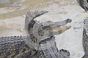 Crocodile Farm