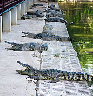 Crocodile on a farm, Thailand