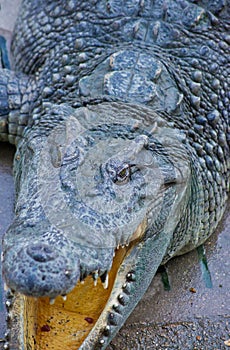 Crocodile on a farm, Thailand