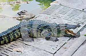 Crocodile on a farm, Thailand