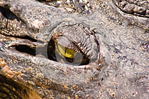 Crocodile on a farm, Thailand