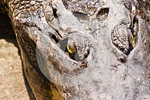 Crocodile on a farm, Thailand