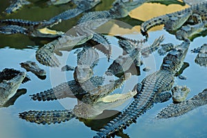 Crocodile farm in thailand