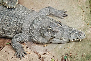 Crocodile farm, Thailand