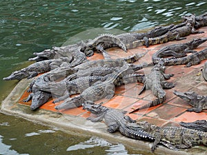 Crocodile farm, Vietnam