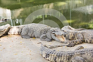 Crocodile Farm and Zoo