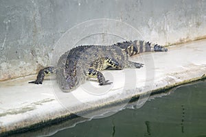 Crocodile Farm and Zoo