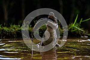 Crocodile feasting on fish in the wetland