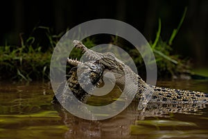 Crocodile feasting on fish in the wetland