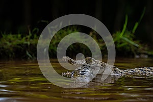 Crocodile feasting on fish in the wetland