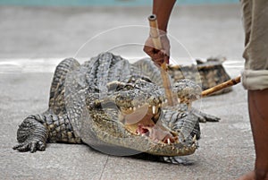 Crocodile feeding