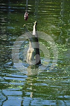 Crocodile Feeding