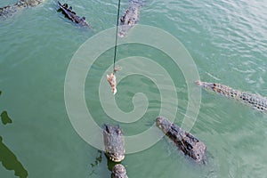 Crocodile feeding with chicken