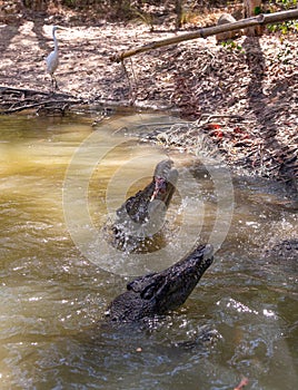 Crocodile feeding with chicken meat in Hartley’s Crocodile Adventures