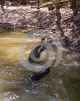 Crocodile feeding with chicken meat in Hartley’s Crocodile Adventures