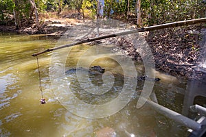 Crocodile feeding with chicken meat in Hartley’s Crocodile Adventures