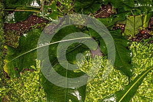 Crocodile Fern Leaf