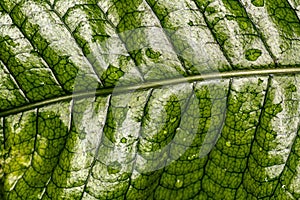 Crocodile Fern Leaf