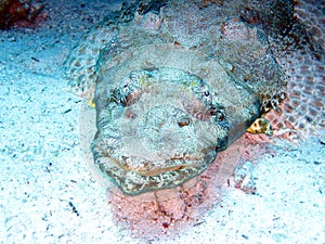 Crocodile fish