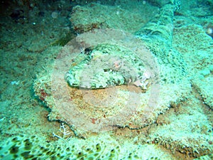 The crocodile fish