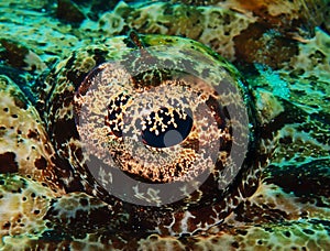 Crocodile fish eye