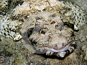 Crocodile Fish/ Flat Head - Red Sea