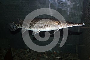 Crocodile fish in fresh water aquarium