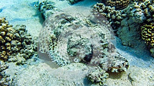 Crocodile fish laying on the ground, Egypt, Marsa Alam