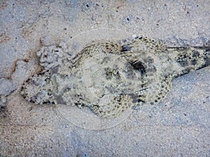 crocodile fish lying on the seabed while diving in the red sea detail