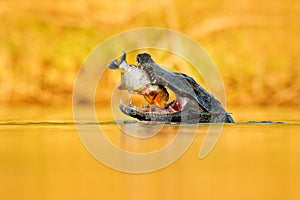 Crocodile with fish in with open muzzle with big teeth, Pantanal, Brazil. Detail portrait of danger reptile. Yacare Caiman, with p