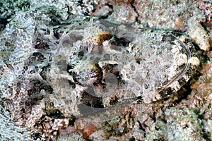 Crocodile Fish, Perhentian Island, Terengganu photo