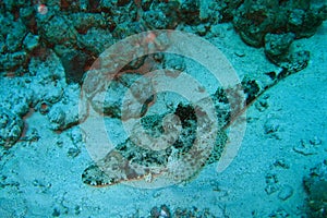 Crocodile fish, red sea, Egypt