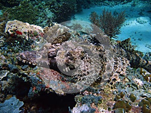 Crocodile fish sipadan coral reef