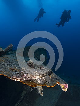 Crocodile Fish at the SS Thistlegorm Shipwreck