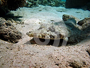 Crocodile fish, tentacle flatheads.