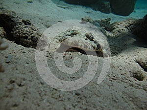 Crocodile fish, tentacle flatheads.