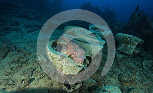 Crocodile fish use wc in Yolanda reef