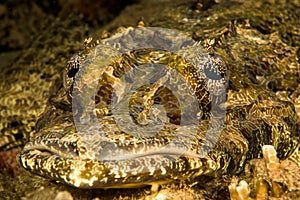 crocodile flathead fish