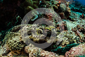 crocodile flathead fish on sandy bottom