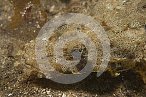 Crocodile Flathead-Inegocia guttata