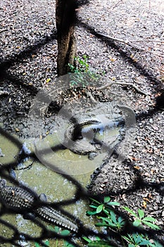 crocodile is floating in simulated pond inside a cage