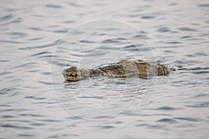 Crocodile floating on the surface of the water