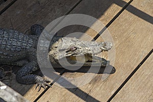 Crocodile on the floor with mouth open