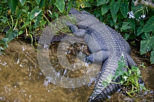 Crocodile in Florida swamp