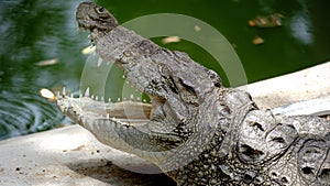 Crocodile found in baroda zoo