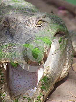 Crocodile in the Gambia
